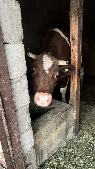 Корова зовут Малина