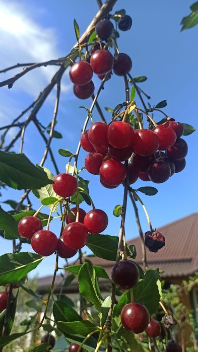декабрист, комнатный цветок
