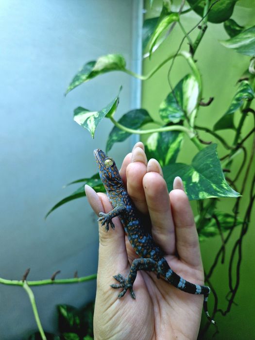 Гекконы от 10 тысяч