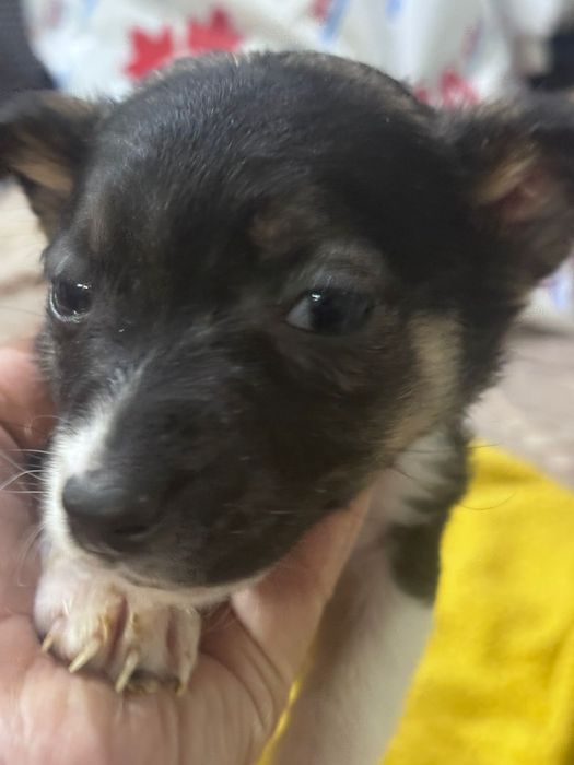 Отдам щенков бесплатно