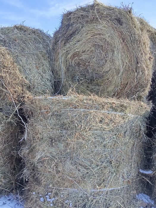 Шөп сатылады Қарқаралы өңірінің