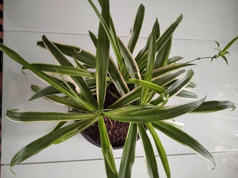 Цвете Зелена лилия 8 €; Зелена шефлера 40€; Драцена фрагранс 15€