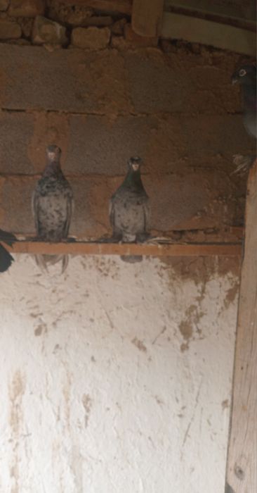 Продаю голуби. Челкари