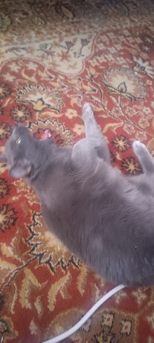 Отдам в хорошие руки