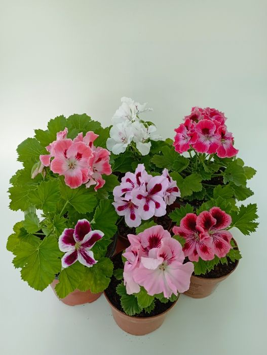 Пеларгония в ассортименте