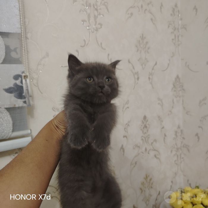Mushuklar sotiladi arzon
