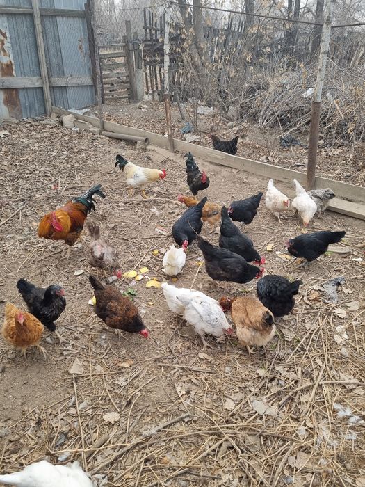 Продам домашних курей и петухов