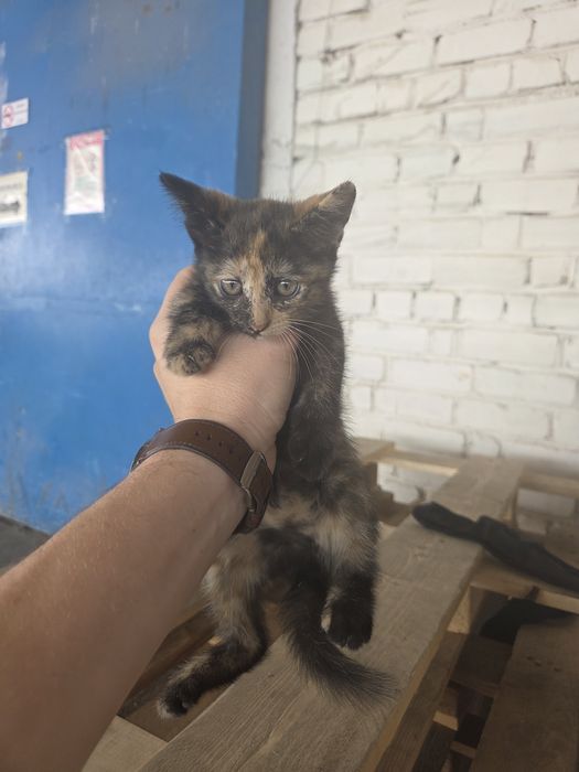 Котёнок в добрые руки