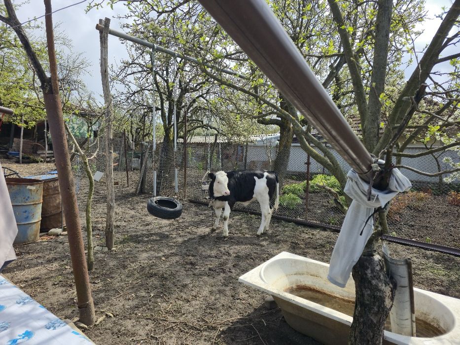 Vitica rasa Holstein