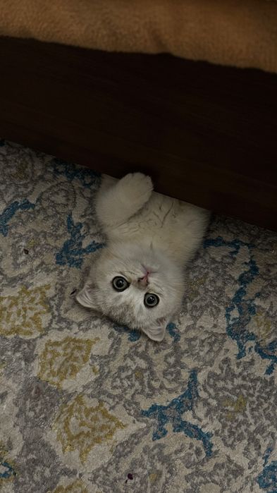 Шотландский скотиш фолд