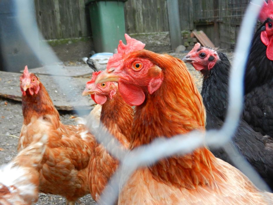 Nikon Coolpix S9100 Black - Zoom 18x - Baterie Nouă + Card (Cititi!)