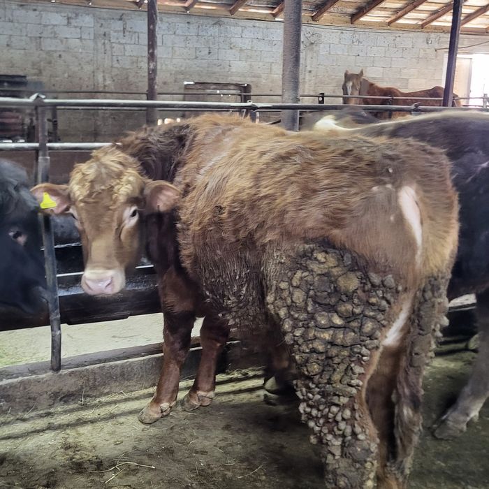 Продам 12 голов быков