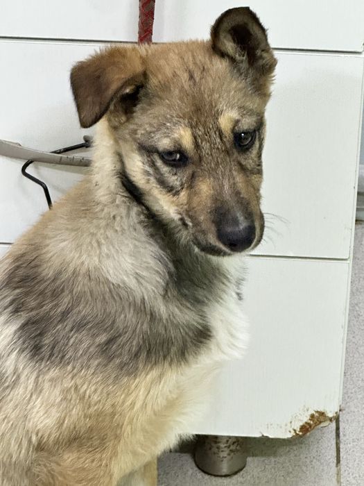 Щенок крупной дворняги в добрые руки