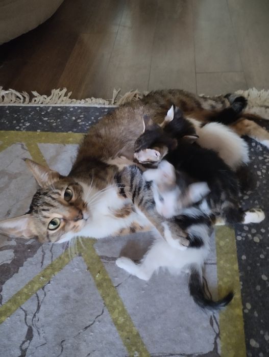 Подарявам котенца