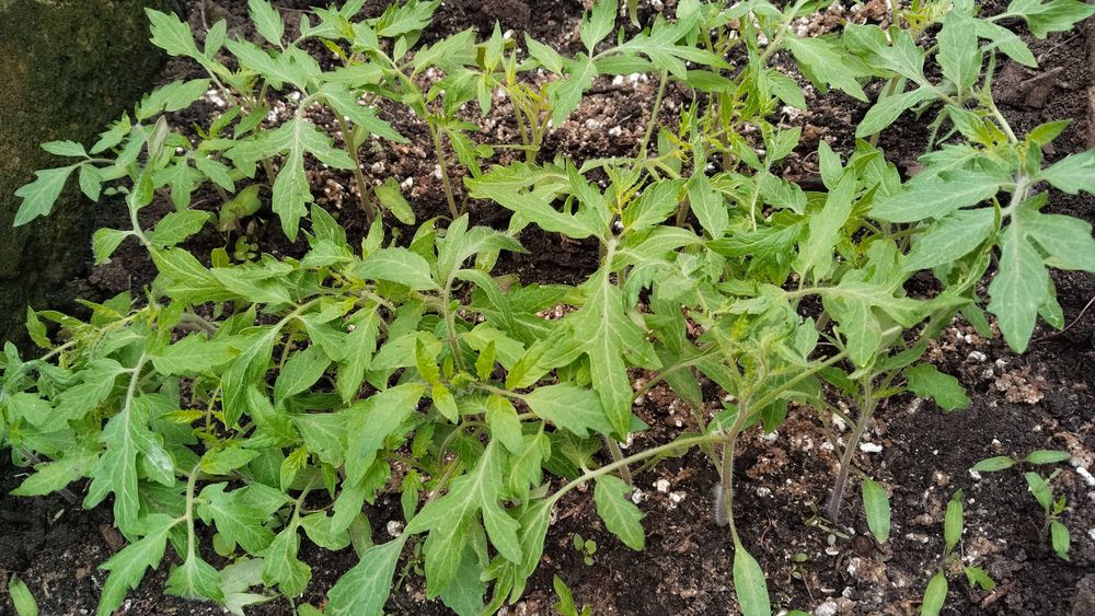 Продам рассаду раннюю