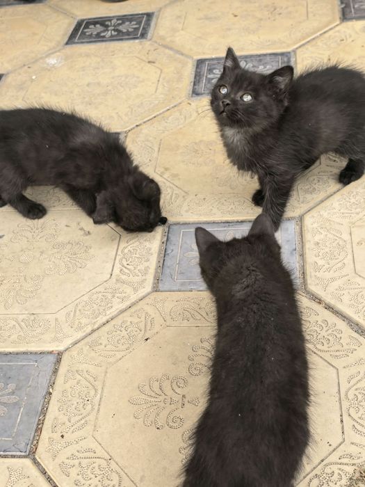 Отдам котят в добрые руки