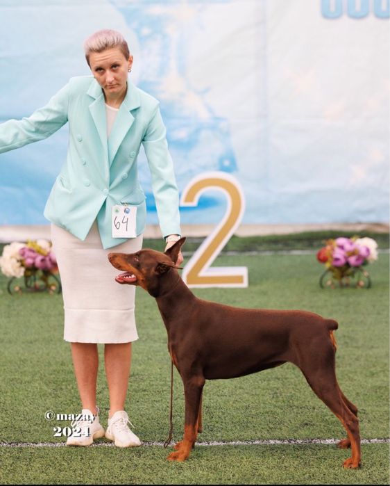 Продам щенков добермана