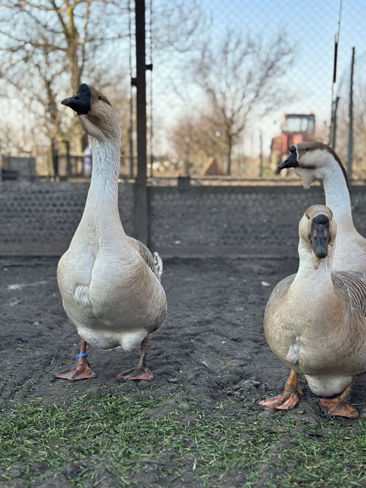 Oua de gasca africana