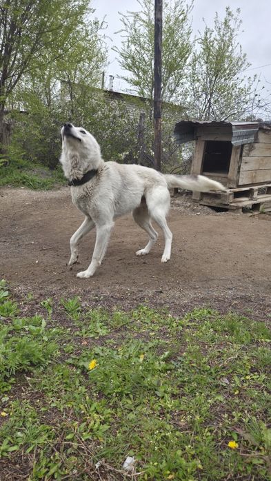 Отдам даром собаку