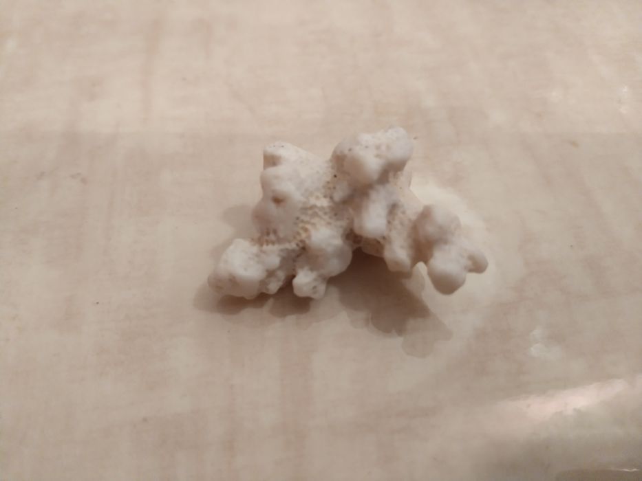 Океански корал  за аквариум от Шри Ланка