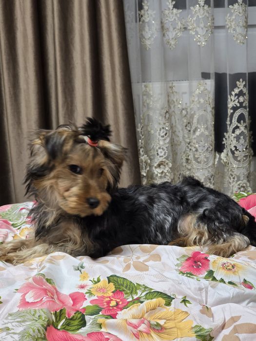 Yorkshire terrier