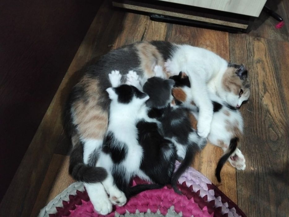 Котята вислоушки