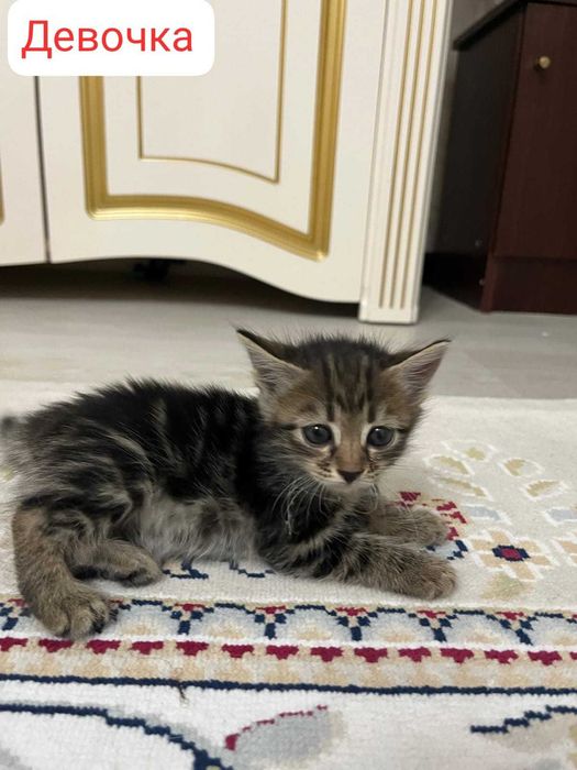 Отдам даром котят