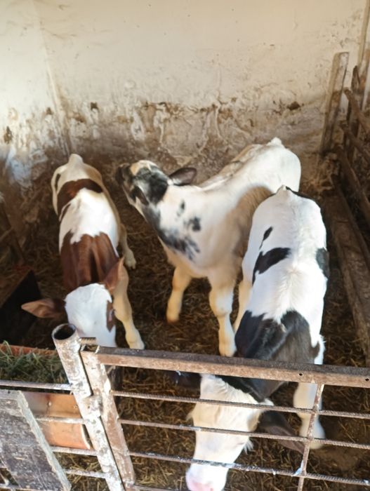 De vanzare 3 tăurași