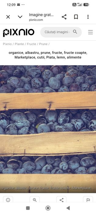 Prune proaspat culese