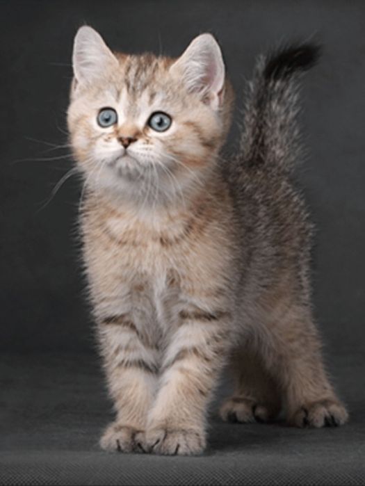 Срочно продаётся котёнок