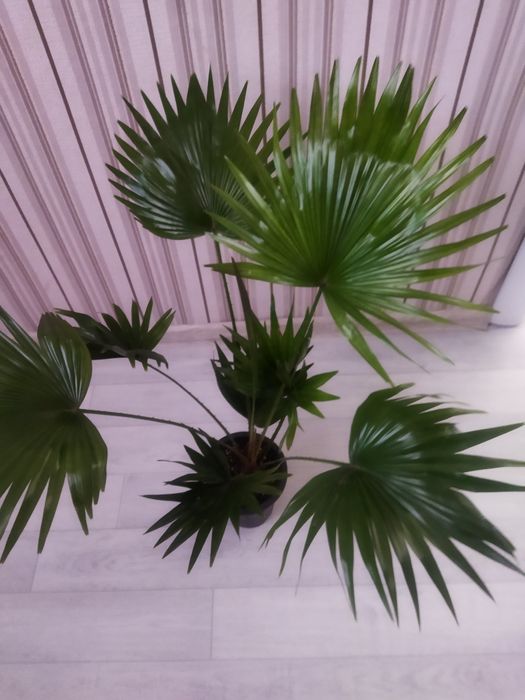 Комнатные цветы продам