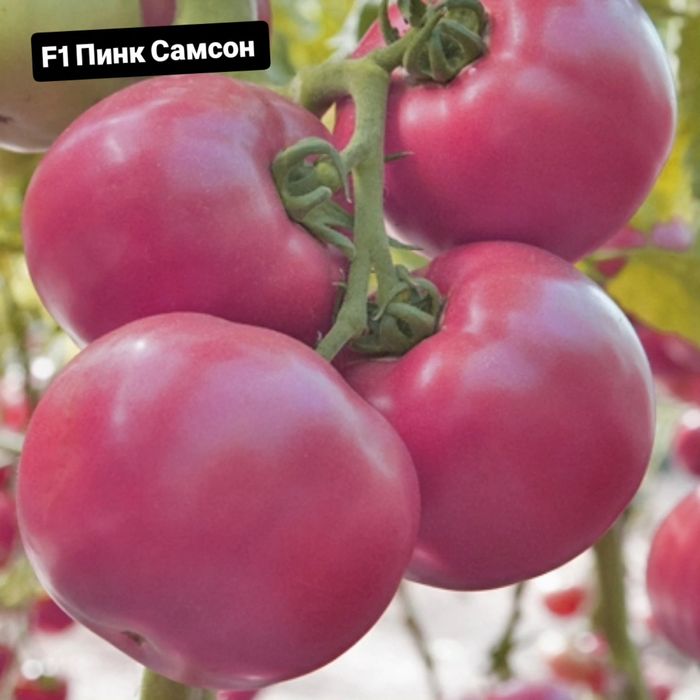 F1 Пинк Самсон 500