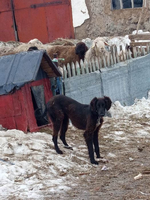 Арлан 2 жасар мощный