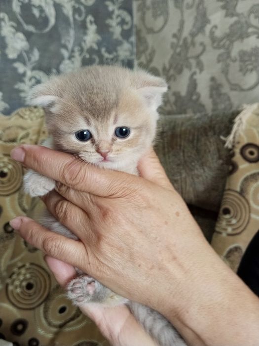 Котята шиншиллы продаются