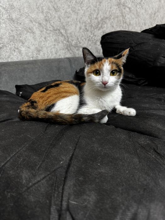 Отдам кошечку в добрые руки