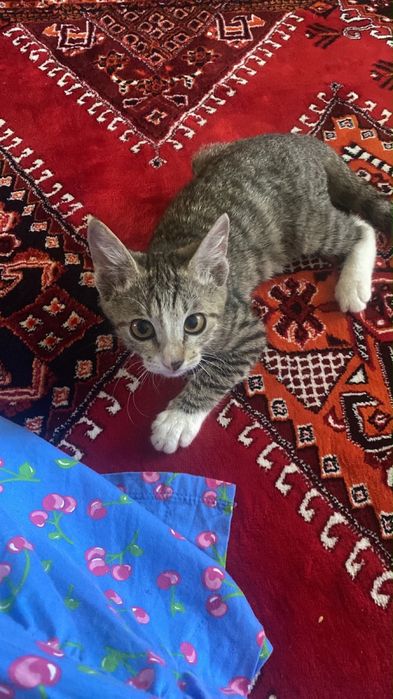 Подарю котенка мальчика