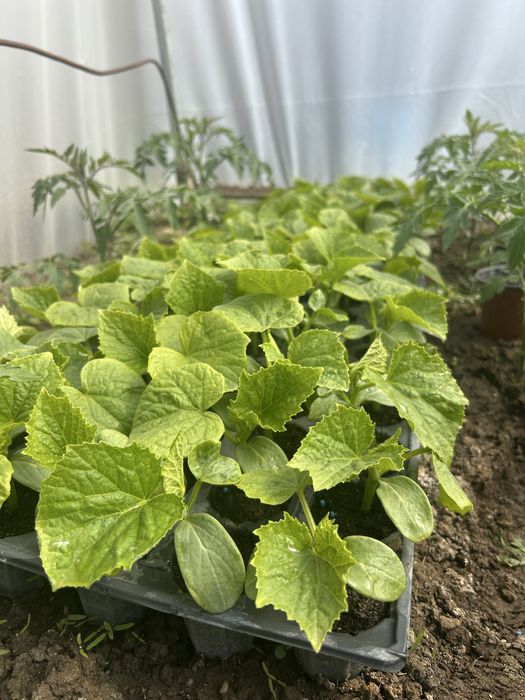 Răsaduri de legume