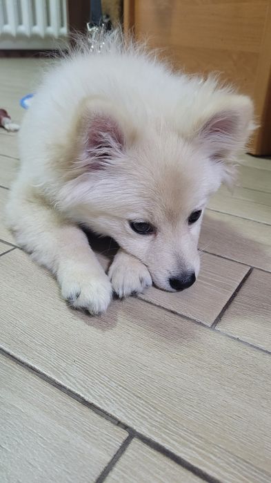 Щенок, немецкий шпиц