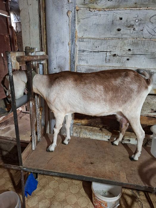 Продам козье хозяйство