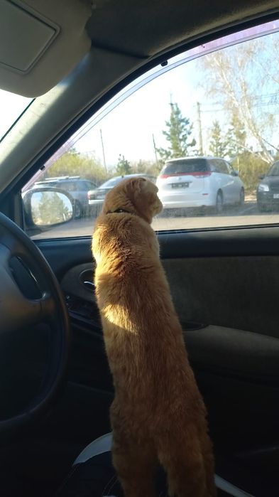 Вязка кот Шотландский вислоухий