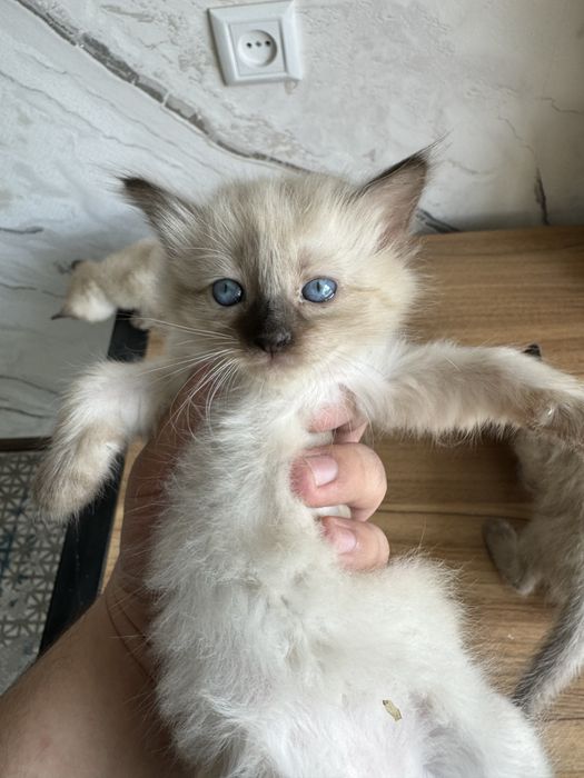 Сиамская кошка, котята  Siamskiy mushuk
