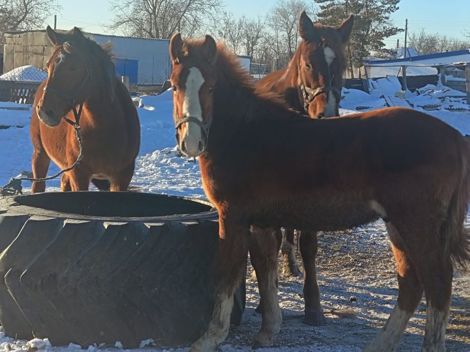 Жылқылар,лошади,соғым.от 450.000