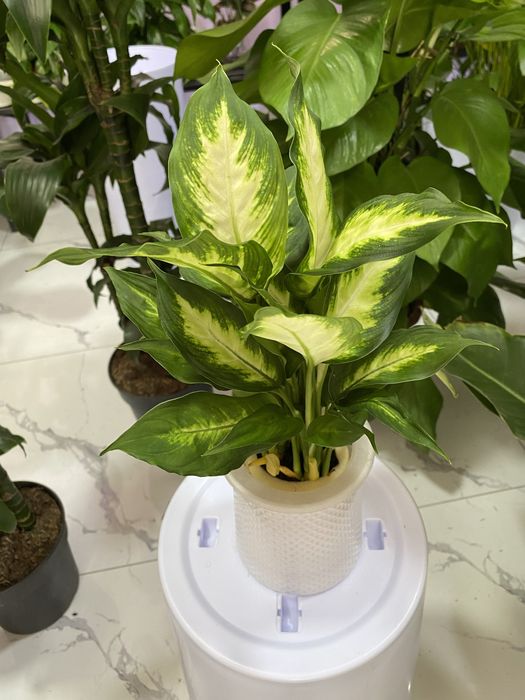 Цветы для дома и офиса. В скидочных ценах