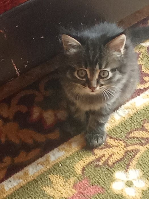 Котята  в добрые руки