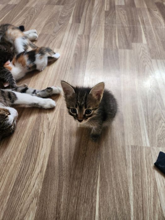 Отдам котят в добрые руки