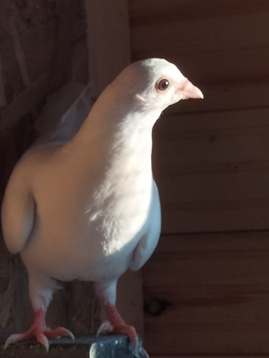 Galateni de zbor și de joc