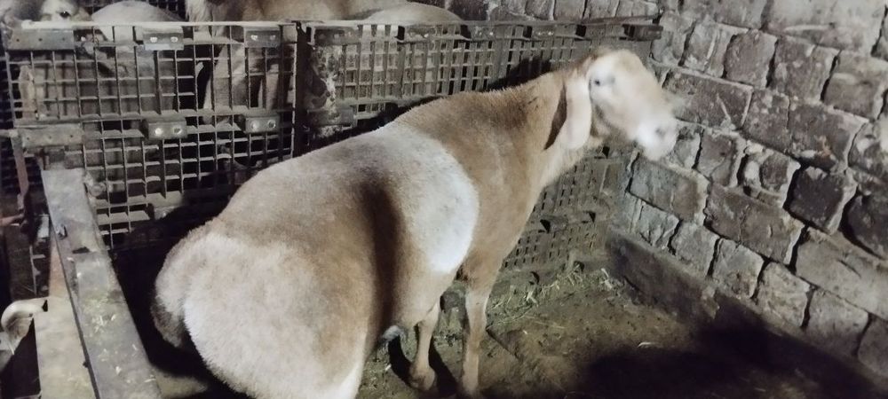 Куй сотилади гисори