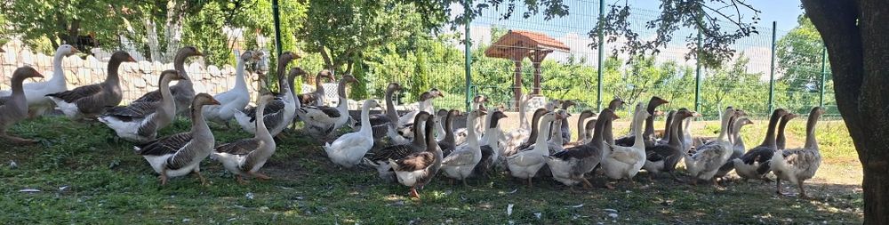 Продавам гъски и гъсета