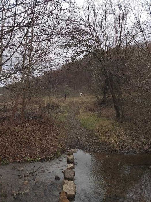 Продава се Парцел в с. Згурово, Област Кюстендил - 1330 кв.м за 19 €/кв.м - Снимка #6