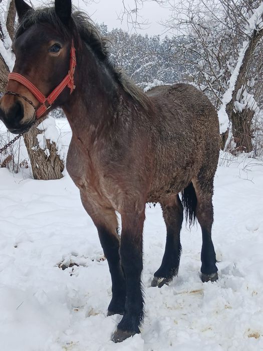 Vând  mnza de  10 luni  din  cai ferate  buni mnza este  cuminte